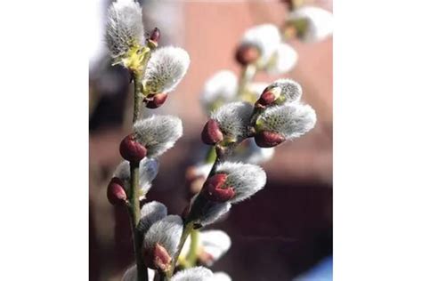 銀柳 植物|银柳（杨柳科柳属植物）